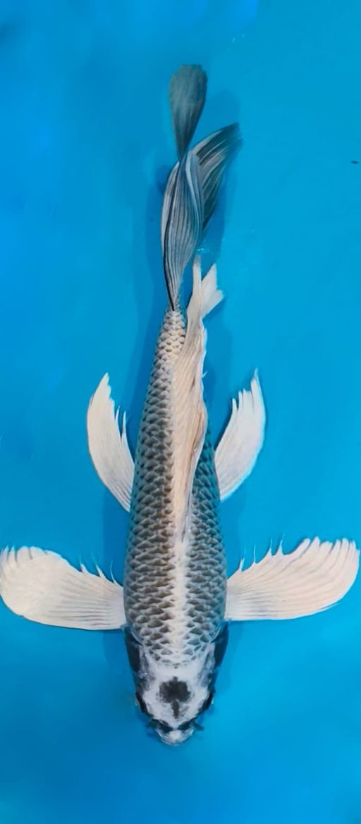 KUMPAY MUKASI HQ 46cm