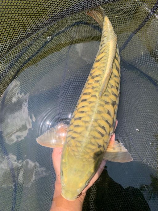 FULL ARAGOKE IJO 40cm