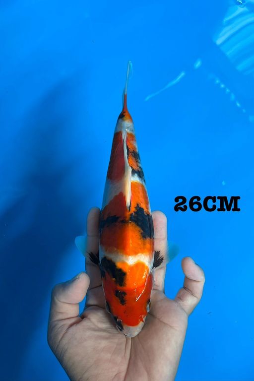 SUPER SHOWA SANSHOKU 26cm