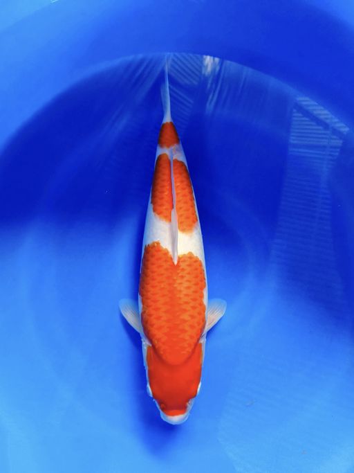 KOHAKU BREEDER SAKA43cm