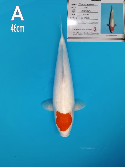 TANCHO KOHAKU IMPORT SAITO KOI FARM JAPAN 46cm