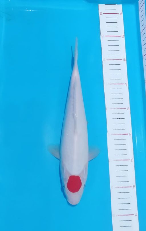 ORIGINAL TANCHO 30cm