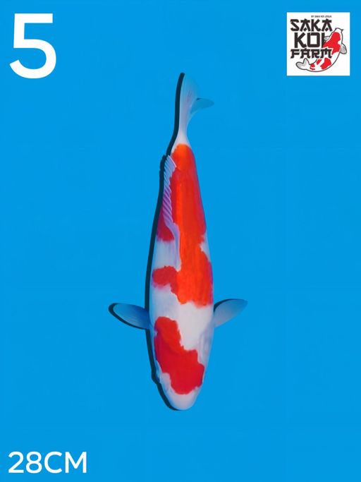 KOHAKU 28cm