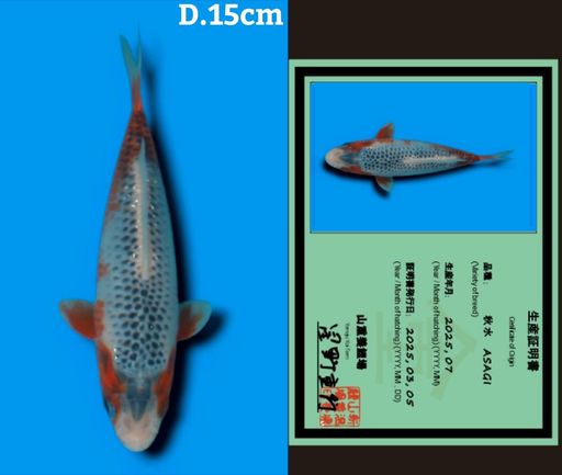 HQ SUPER ASAGI IMPORT YAMAJU KOI FARM JEPANG GOOD PATTERN BODYBULKY 15cm