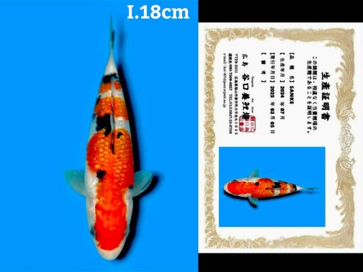 VHQ SUPER SANKE GINRIN IMPORT TANIGUCHI KOI FARM JEPANG GOOD PATTERN STRONG BENNY AND BODYBULKY 18cm