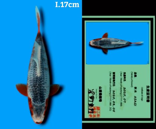 HQ SUPER ASAGI IMPORT YAMAJU KOI FARM JEPANG GOOD PATTERN BODYBULKY 17cm