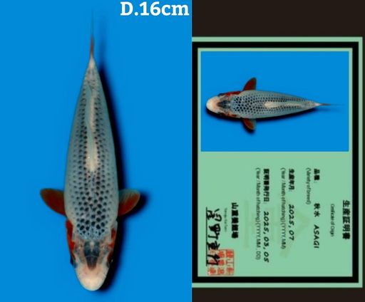 SUPER ASAGI IMPORT YAMAJU KOI FARM JEPANG GOOD PATTERN BODYBULKY 16cm