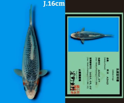 SUPER ASAGI IMPORT YAMAJU KOI FARM JEPANG GOOD PATTERN BODYBULKY 16cm