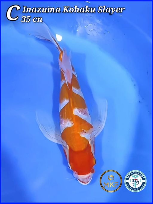 INAZUMA KOHAKU SLAYER 35cm