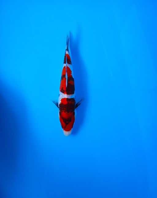 SHOWA BAHAN KEEPING 22cm