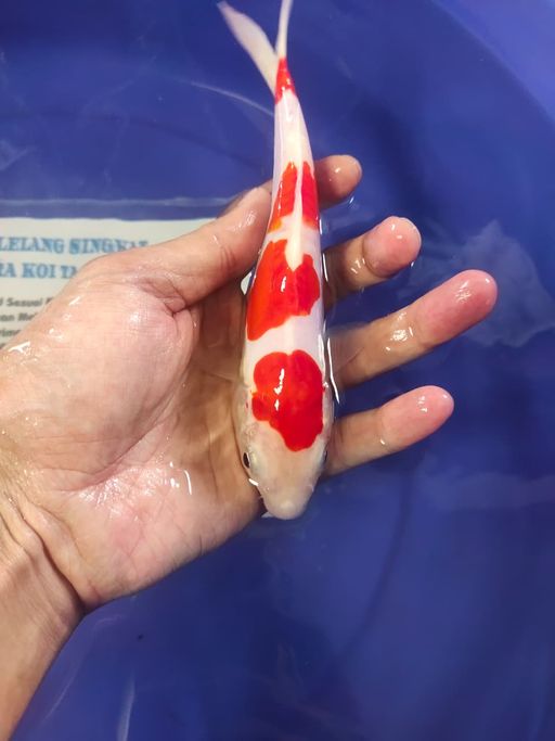 KOHAKU DOITSU 4 STEP 22cm