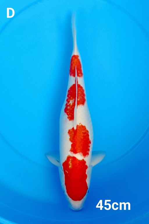 KOHAKU YONDAN 45cm