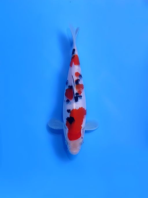 SANKE TOP SKIN SQ 18cm