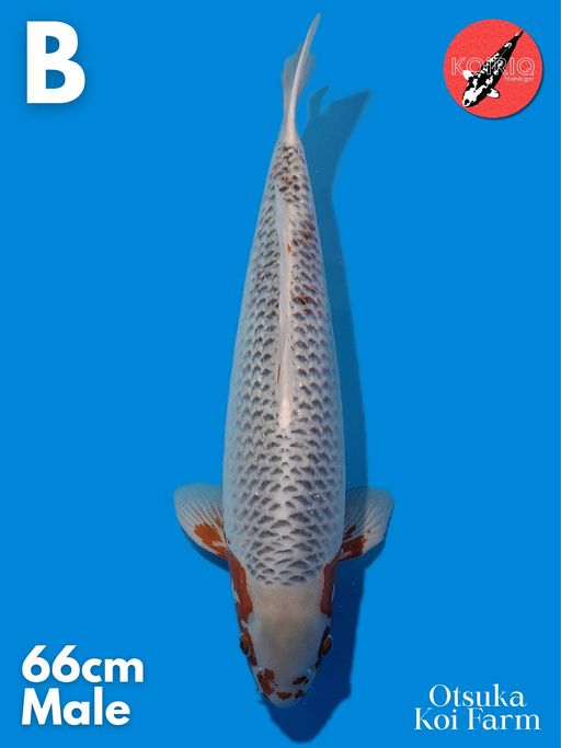 ASAGI OTSUKA KOI FARM MALE 66cm