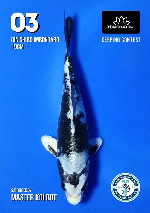 GIN SHIRO IMRONTARO 19cm