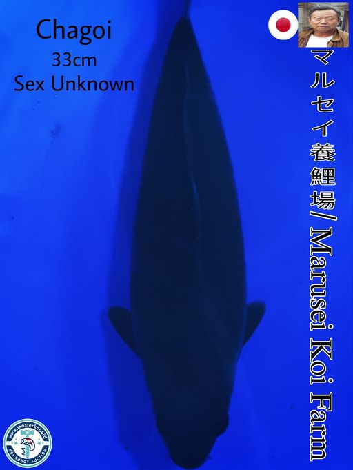 SUPERB QUALITY BLACK CHAGOI IMPORT FROM MARUSEI KOI FARM 33cm