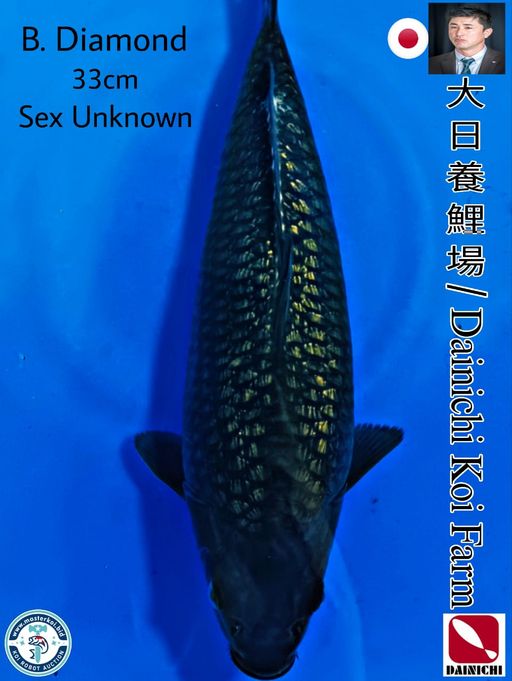 SUPERB QUALITY BLACK DIAMOND IMPORT FROM DAINICHI KOI FARM 33cm