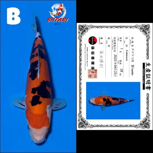 DOITSU SANKE SHINODA 28cm