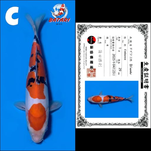 DOITSU SANKE SHINODA 29cm