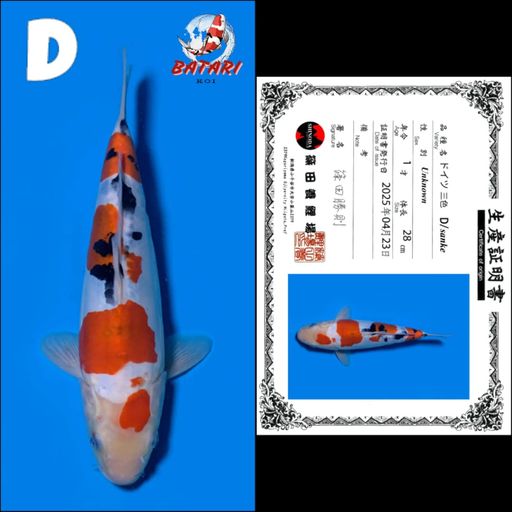 DOITSU SANKE SHINODA 28cm