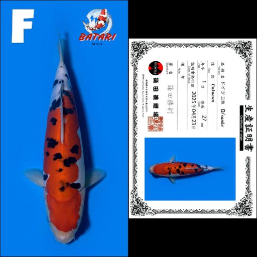 DOITSU SANKE SHINODA 27cm