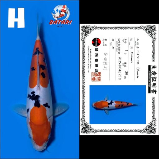 DOITSU SANKE SHINODA 29cm