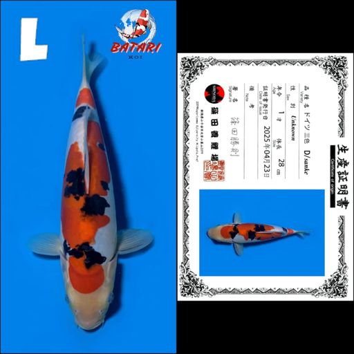 DOITSU SANKE SHINODA 28cm