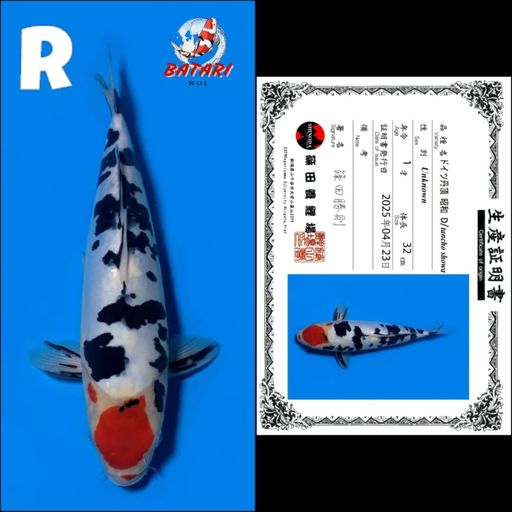 DOITSU TANCHO SHOWA SHINODA 32cm