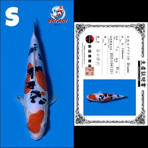 DOITSU SANKE SHINODA 30cm