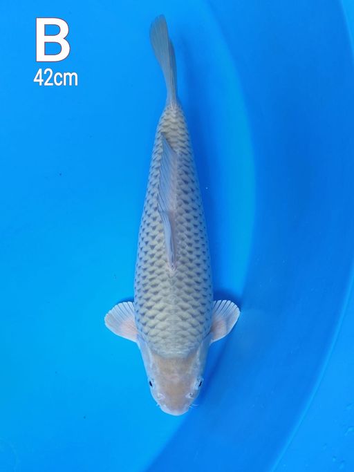 SORAGOI RING RAPI GOOD SKIN WARNA CERAH BODY PROPORSIONAL 42cm