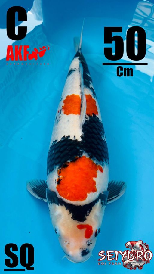 SQ IKAN SULTAN SHOWA AKF NON SERTIFIKATBODI BOOM POLA CAKEP BERPUNUK JUMBO TOP BOSKU50cm