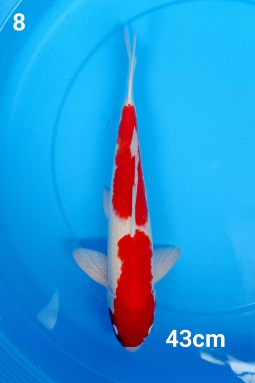 KOHAKU NIDAN 43cm