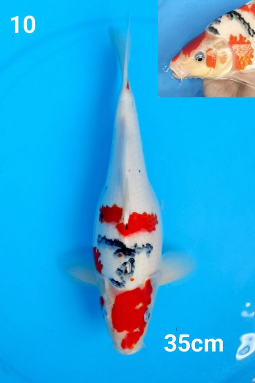 RARE SHORT BODY 35cm