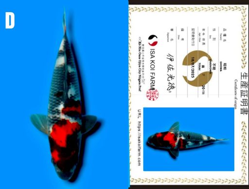 HQ SHOWA IMPORT ISA KOI FARM JEPANG FRESH NEW TOSAI GOOD PATTERN CALONBULKY 19cm
