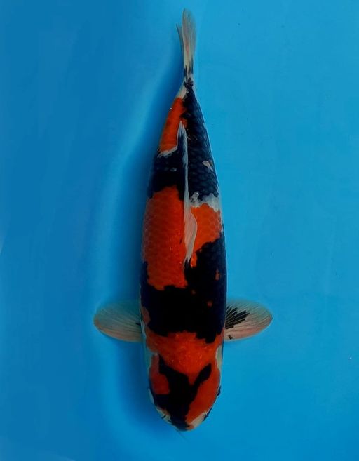 SHOWA SANSHOKU HQ 40cm