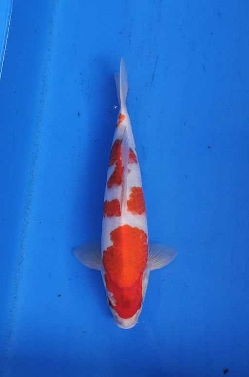 SHOWA SISEK ISTIMEWA TATEGOI BODY TEBAL PUNUK MALE 36cm