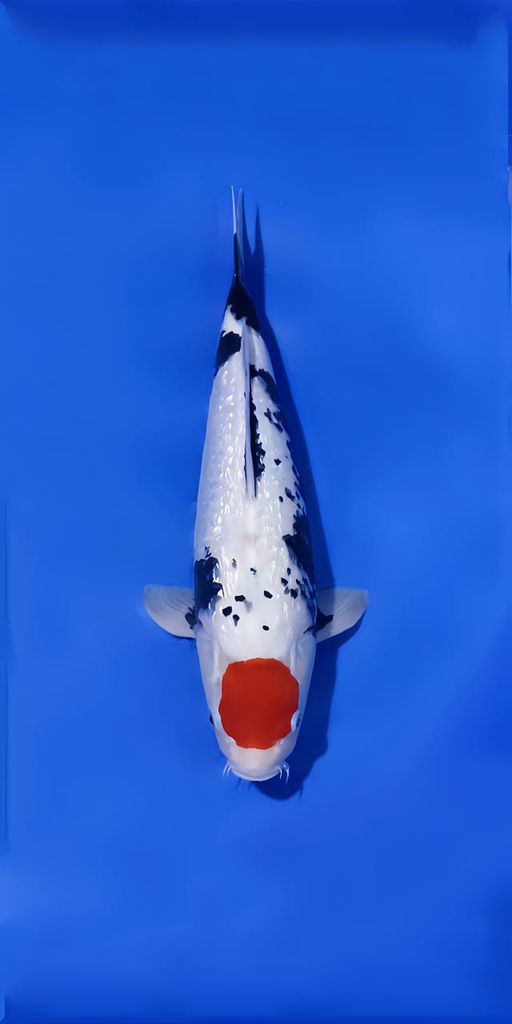 TANCO SHOWA GINRIN 43cm