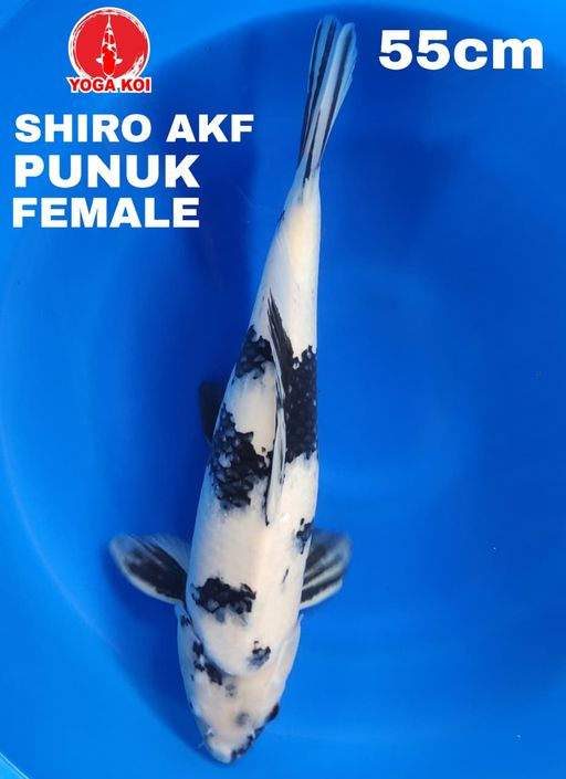 SHIRO AKF PUNUK FEMALE 55cm