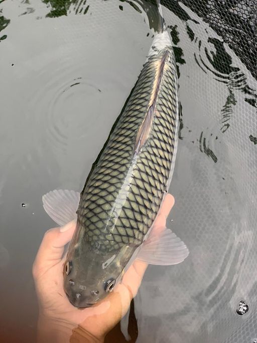 SORAGOI RING TEBAL 33cm