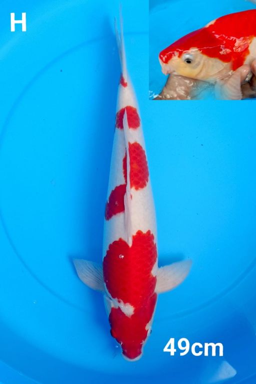 KOHAKU YONDAN 49cm