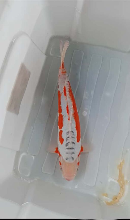 HANA SHUSUI F1 YAMAJU BREED LEON ISTIMEWA BODYBULKY RING RAPI BAHAN KEEP 41cm