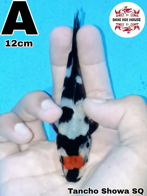 TANCHO SHOWA SQ 12cm