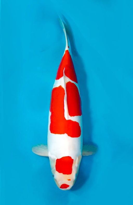 KOHAKU DOITSU JUMBO ORIGINAL BLODLINE SHINODA UNCHEK 51cm