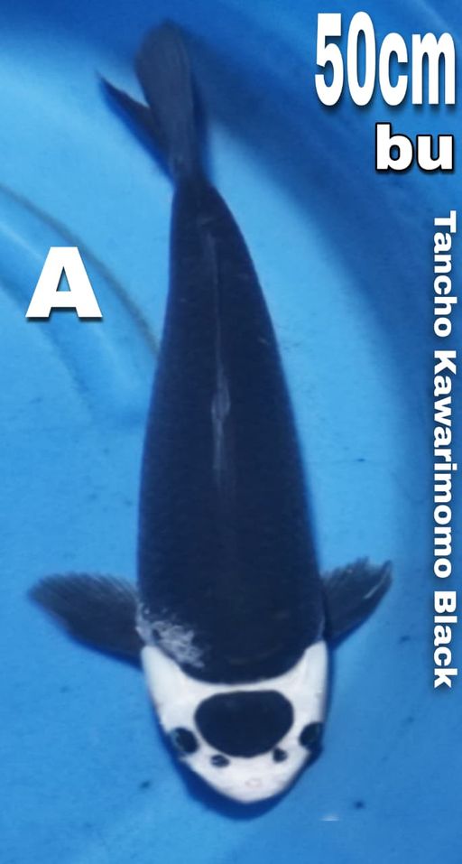 TANCHO KAWARIMONO BLACK CUTKER MALE 48cm