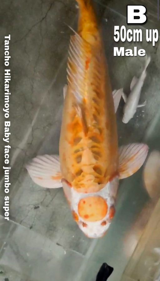 HQ TANCHO HIKARIMOYO BODY HOT BABYFACE SEMI ORIGINAL MALE 51cm