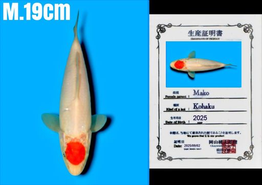 VHQ SUPER TANCHO KOHAKU IMPORT MOMOTARO KOI FARM JEPANG GOOD PATTERN STRONG BENNY AND BODYBULKY 19cm