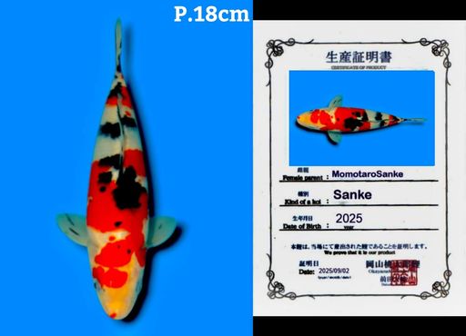 HQ SUPER SANKE IMPORT MOMOTARO KOI FARM JEPANG GOOD PATTERN STRONG BENNY AND BODYBULKY 18cm
