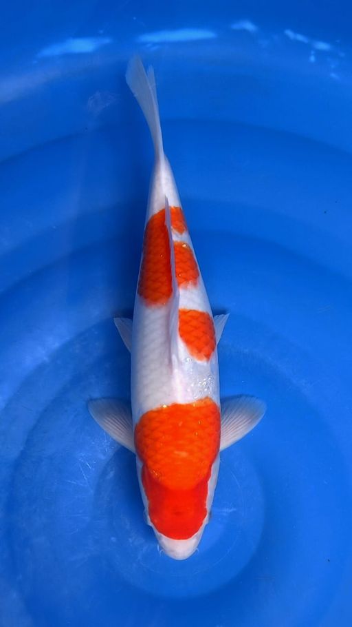 KOHAKU BL AKF 39cm