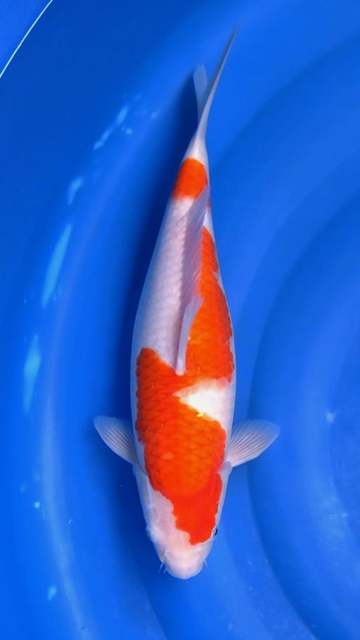 KOHAKU BL AKF 40cm