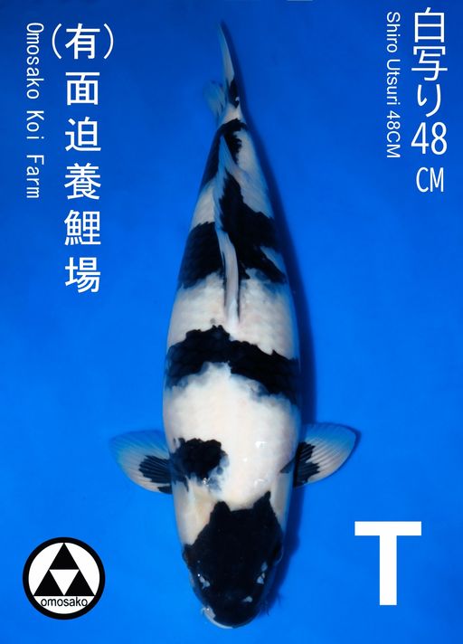 SHIRO OMOSAKO 48cm